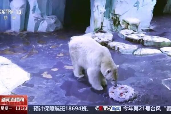 Pandas, Polar Bears, and Penguins Feast on Festive Mooncakes in China Pandas, Polar Bears, and Penguins Feast on Festive Mooncakes in China - Sputnik Africa