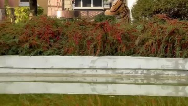 #viral | Tiger on the Loose? Zoo Staff Chase ‘Escapee’ in Hilarious Training Drill - Sputnik Africa