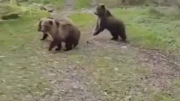 Un toutou audacieux met en fuite une famille d'ours dans les bois russes - Sputnik Afrique