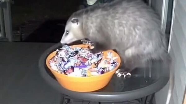 #viral | Opossum vs Halloween Decorations: Scare He'll Never Forget - Sputnik Africa