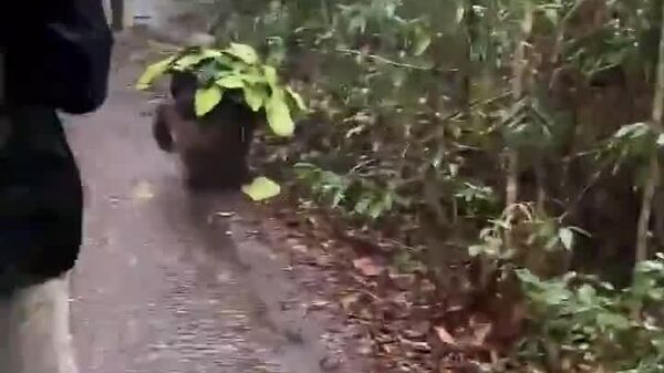 Orang-outan ingénieux sous la pluie au cœur du Kalimantan central en Indonésie - Sputnik Afrique