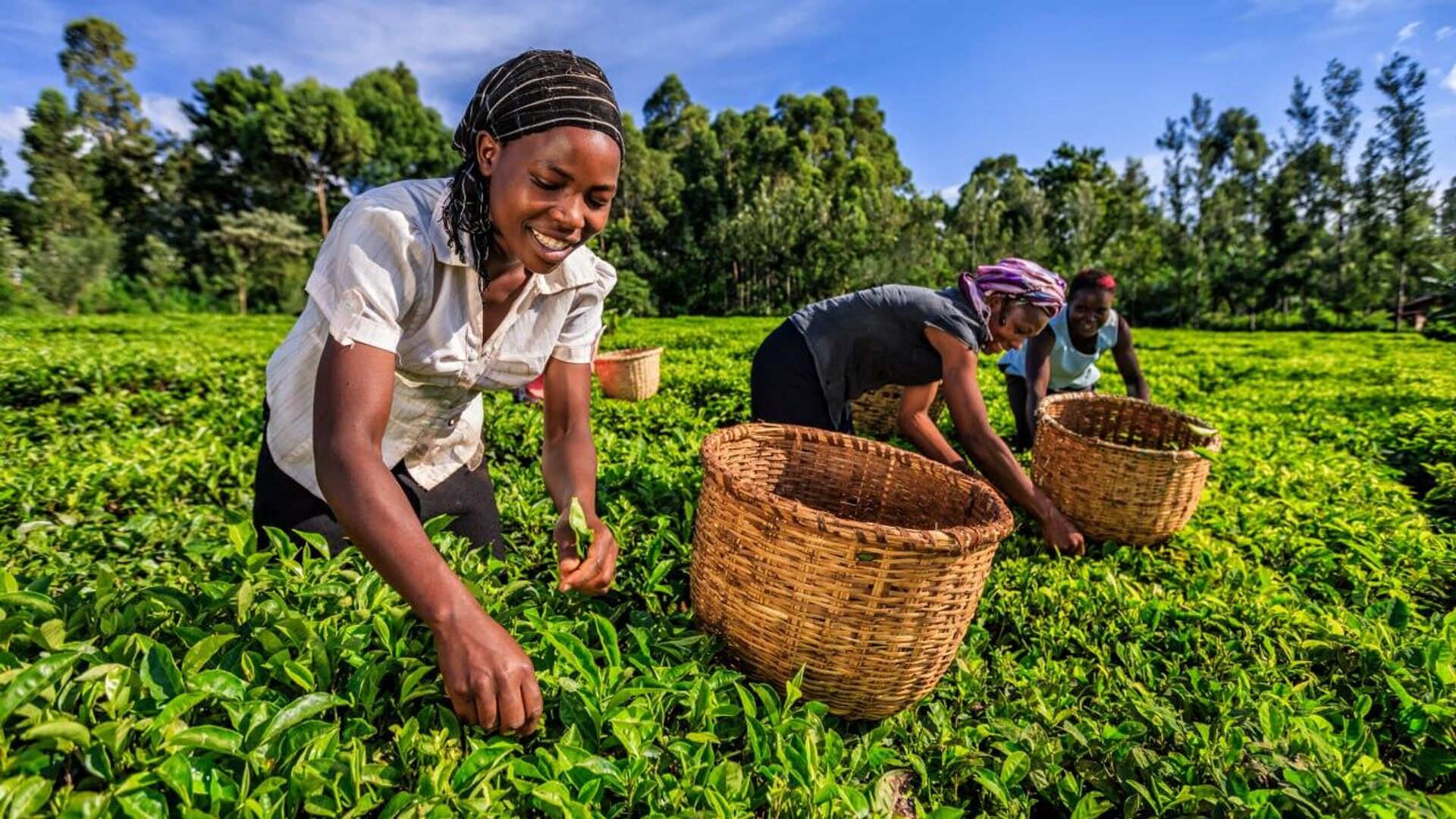 Kenya’s Gov’t Launches Comprehensive Reforms to Improve Tea Farmer Welfare and Strengthen Tea Industry Kenya’s Gov’t Launches Comprehensive Reforms to Improve Tea Farmer Welfare and Strengthen Tea Industry - Sputnik Africa, 1920, 10.10.2025