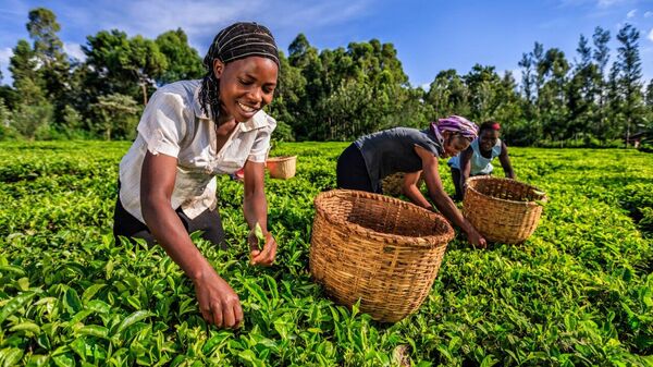 Kenya’s Gov’t Launches Comprehensive Reforms to Improve Tea Farmer Welfare and Strengthen Tea Industry - Sputnik Africa