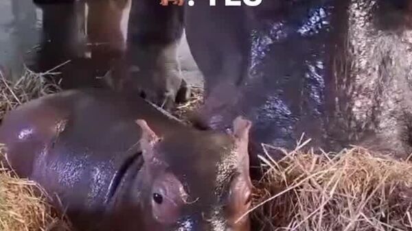 #viral | Bath Time Bliss at the Berlin Zoo - Sputnik Africa