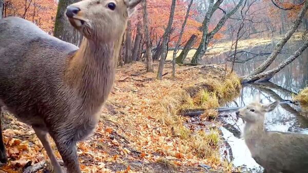#viral | 'Hello, Anybody There?': Curious Deers Inspect Hidden Camera at Nature Reserve in Russia - Sputnik Africa