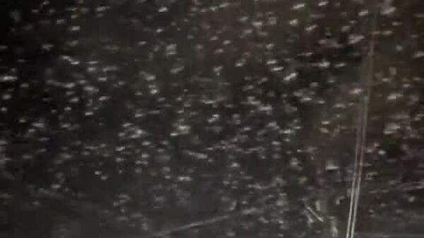 #viral | Thousands of Birds Take Over Philippine Skies After Powerful 6 - Sputnik Africa