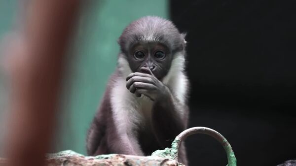 #viral | Meet Moscow Zoo's Rare West African Diana Monkey Baby - Sputnik Africa