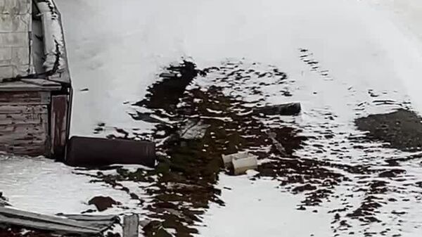 Survivre en Arctique: des chiens défendent un village russe contre un ours polaire - Sputnik Afrique