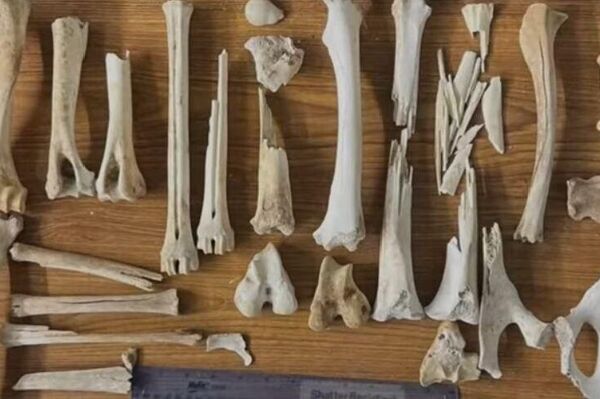 Turning Waste Into Motion: Ethiopian Engineer Reinvents Car Brakes From Cattle Bones Turning Waste Into Motion: Ethiopian Engineer Reinvents Car Brakes From Cattle Bones - Sputnik Africa