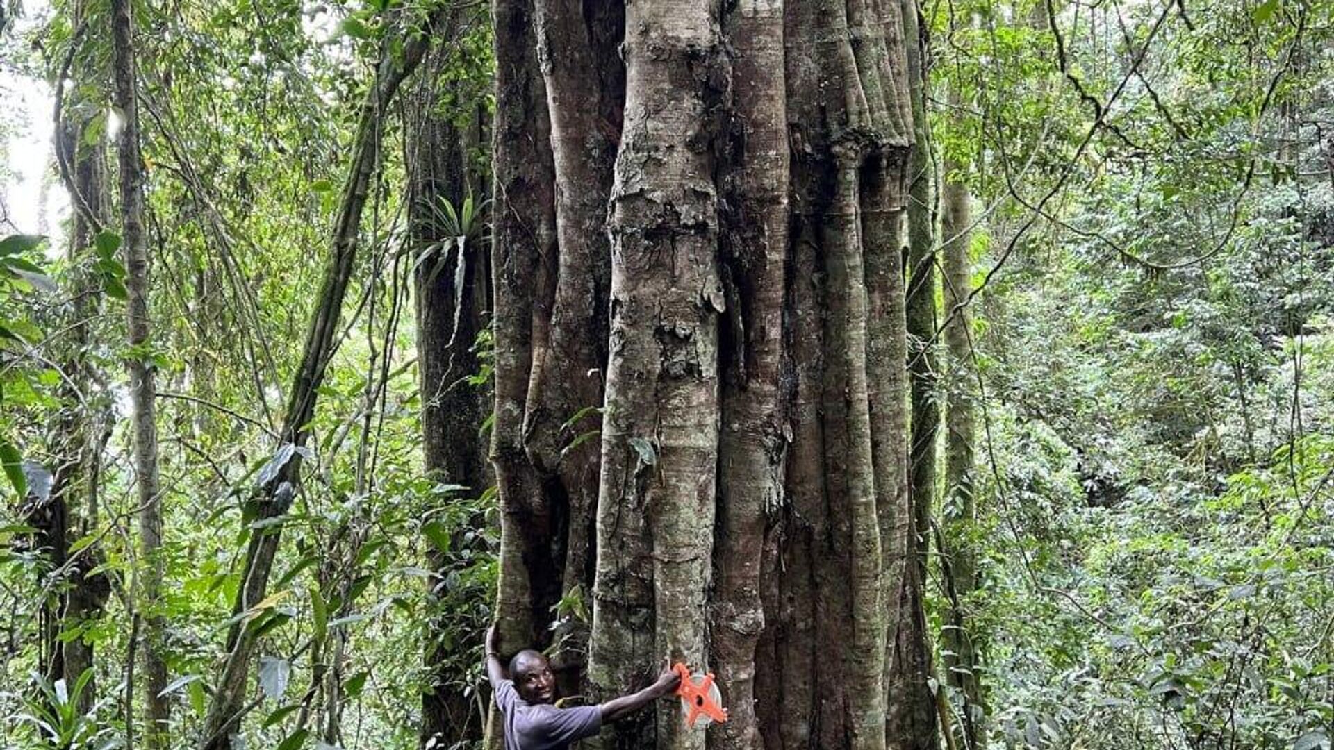 Colossal Ancient Trees in Tanzania's Udzungwa Mountains Confirmed as New Species Colossal Ancient Trees in Tanzania's Udzungwa Mountains Confirmed as New Species - Sputnik Africa, 1920, 15.10.2025