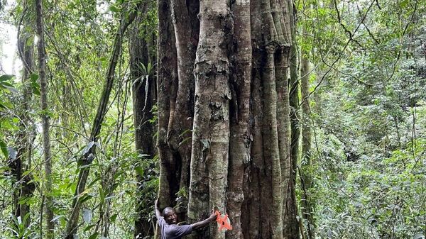 Colossal Ancient Trees in Tanzania's Udzungwa Mountains Confirmed as New Species - Sputnik Africa
