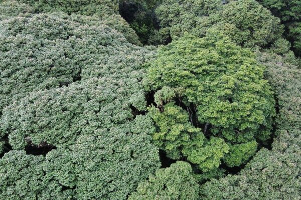 Colossal Ancient Trees in Tanzania's Udzungwa Mountains Confirmed as New Species Colossal Ancient Trees in Tanzania's Udzungwa Mountains Confirmed as New Species - Sputnik Africa