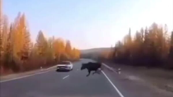 #viral | Close Call: Moose Avoids Collision on Highway in Northern Russia - Sputnik Africa