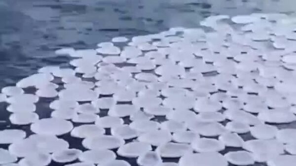 #viral | Frozen Enigma: Strange Ice 'Pancakes' Surface in Russian River - Sputnik Africa