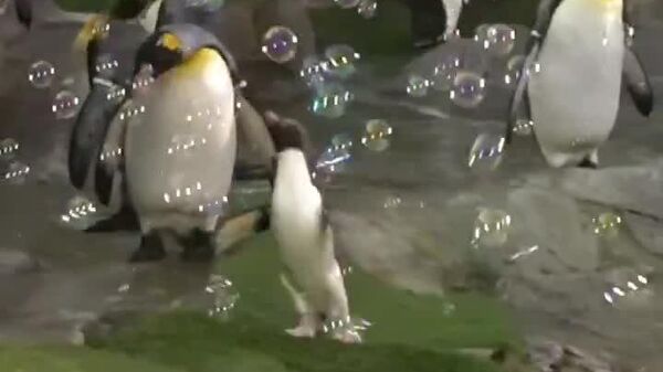 Bumi, le pingouin qui bulle de joie à Saint-Louis - Sputnik Afrique