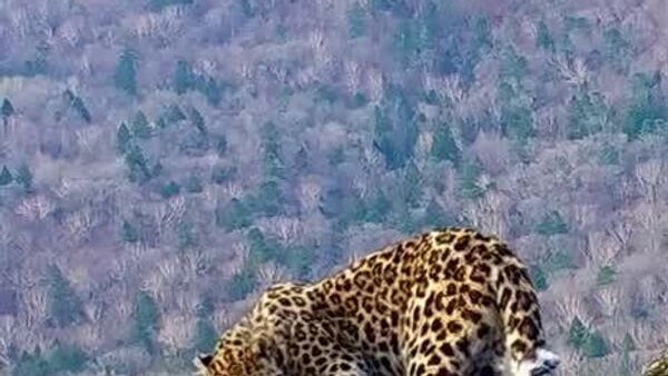 Le léopard de l'Amour en mode sieste: un instant de calme sauvage - Sputnik Afrique