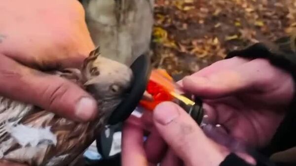 ‍Quand les pompiers russes soignent les pigeons comme des VIP - Sputnik Afrique