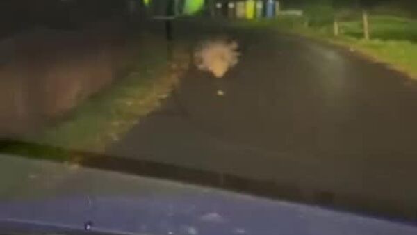 #viral | Mystery Creature in Poland - Sputnik Africa