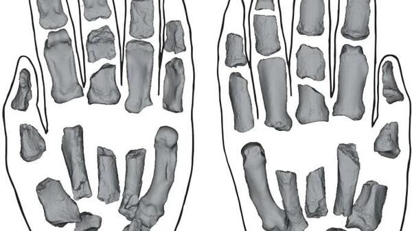 Scoop préhistorique au Kenya: la main qui réécrit l'histoire de l'humanité - Sputnik Afrique