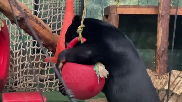 #viral | Meet Moscow Zoo's Zvyozdochka—Bear Who Proves That Fitness Knows No Bounds - Sputnik Africa