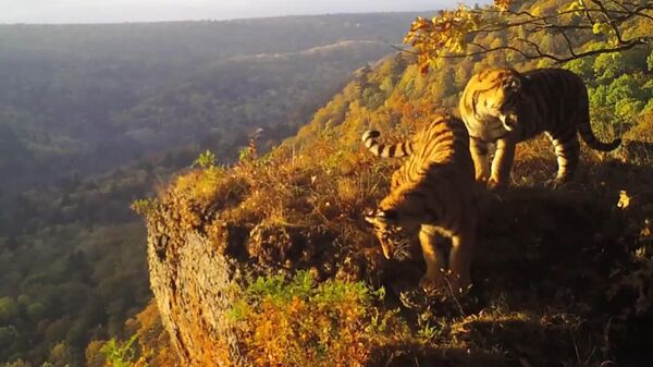 ▶ Dans la douce lumière matinale, trois jeunes tigres offrent un spectacle aussi rare que charmant - Sputnik Afrique