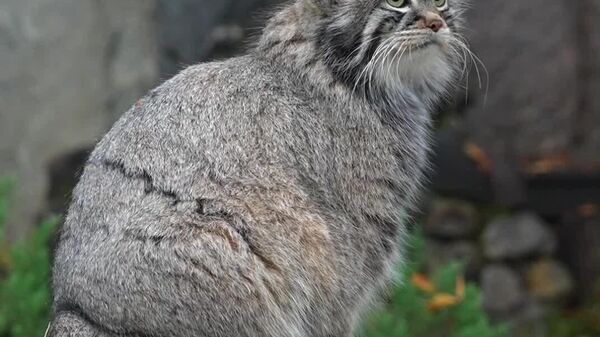 #viral | Timofey the Pallas’s Cat vs - Sputnik Africa