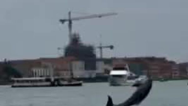 ▶ Un dauphin dans la lagune de Venise: un spectacle rare qui suscite l'émerveillement et l'espoir - Sputnik Afrique