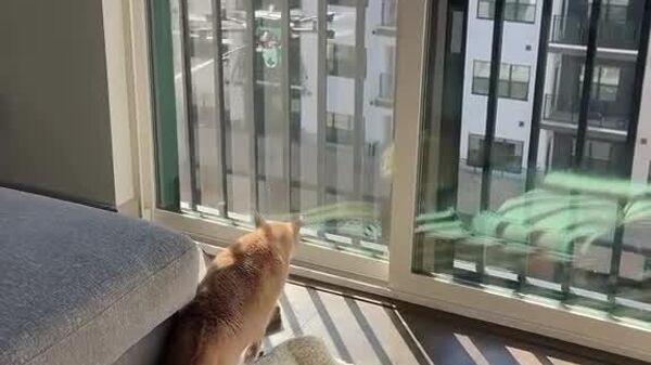 #viral | An Unexpected Visitor: Cat Encounters a Cleaning Drone in Its Own Apartment - Sputnik Africa