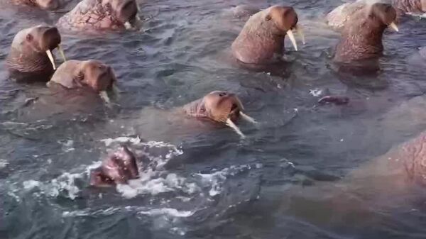 #viral | Gentle Giants: Walruses Greet Boaters Near Russian Island - Sputnik Africa