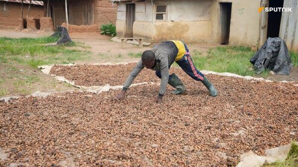 Baisse des prix du cacao en anticipation d'une récolte exceptionnelle en Côte d'Ivoire - Sputnik Afrique