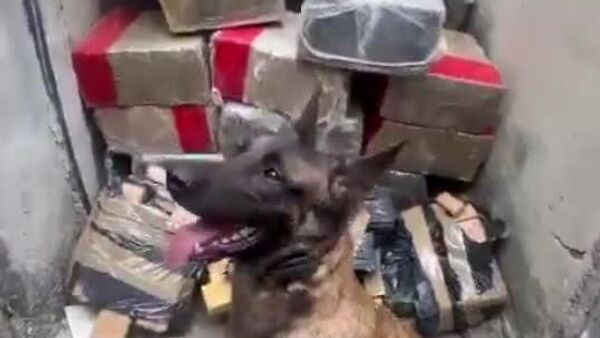 #viral | Paws on Patrol: Police Dogs Sniff Out Over 200 kg of Marijuana in Brazil - Sputnik Africa