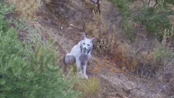 #viral | Photographer in Spain May Have Captured First Image of White Iberian Lynx - Sputnik Africa