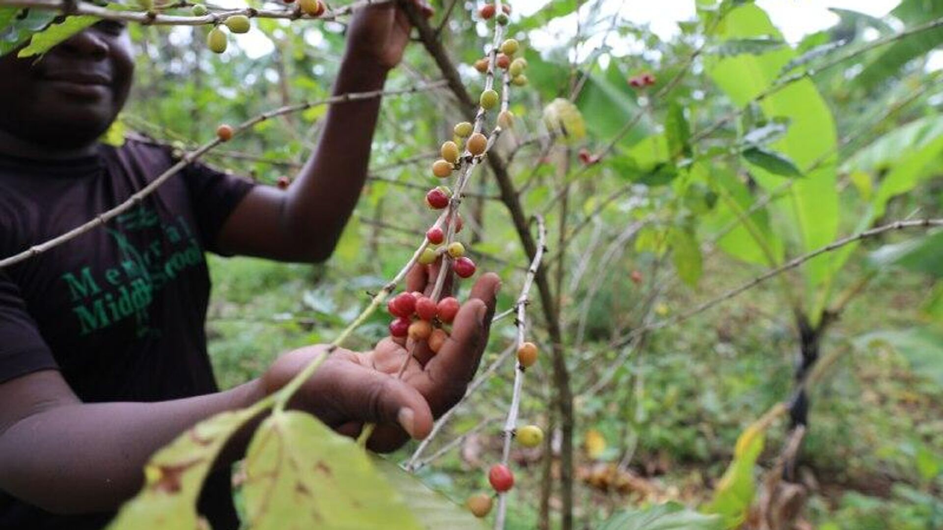 Uganda's September Coffee Exports Surge Due to Record Harvest: Ministry of Agriculture Uganda's September Coffee Exports Surge Due to Record Harvest: Ministry of Agriculture - Sputnik Africa, 1920, 30.10.2025