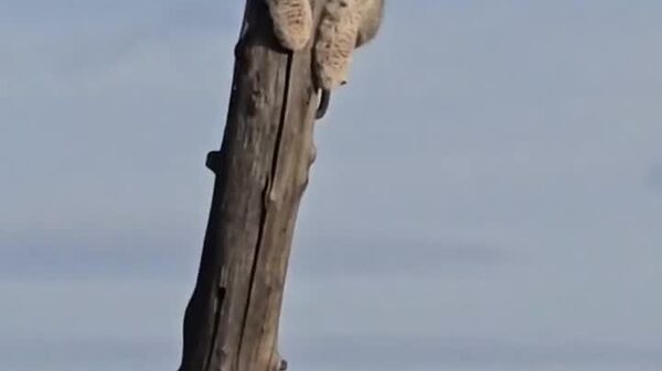 #viral | From Peril to Protection: Russian Villagers Rescue Lynx After Canine Chase - Sputnik Africa