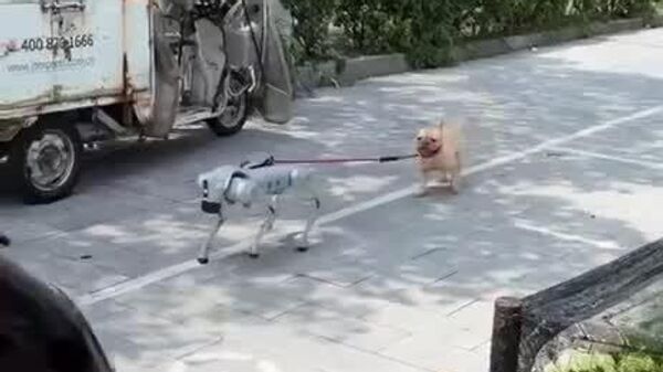 #viral | Who’s Walking Who? Robot Dog Takes a Real Dog for a Stroll in China - Sputnik Africa