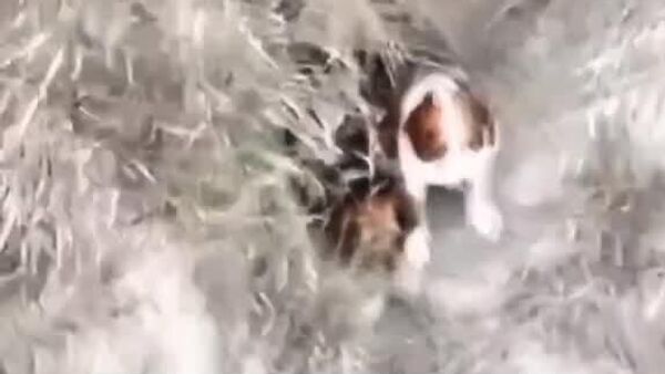 #viral | High-Stakes Rescue: Firefighters Save Dogs Trapped in Mountainous Terrain Using Drones & Helicopter - Sputnik Africa