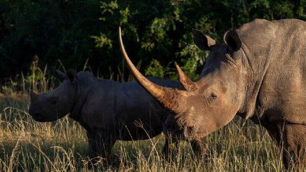 South African Court Urges to Consider Export of Rhino Horns From Conservation Breeders - Sputnik Africa