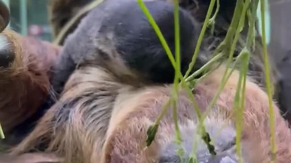 #viral | Breakfast at Zoo: Baby Sloth Enjoys Fresh Leaves With Its Mother - Sputnik Africa