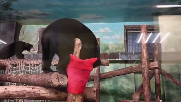 #viral | Young Bear Expresses Frustration at Moscow Zoo - Sputnik Africa