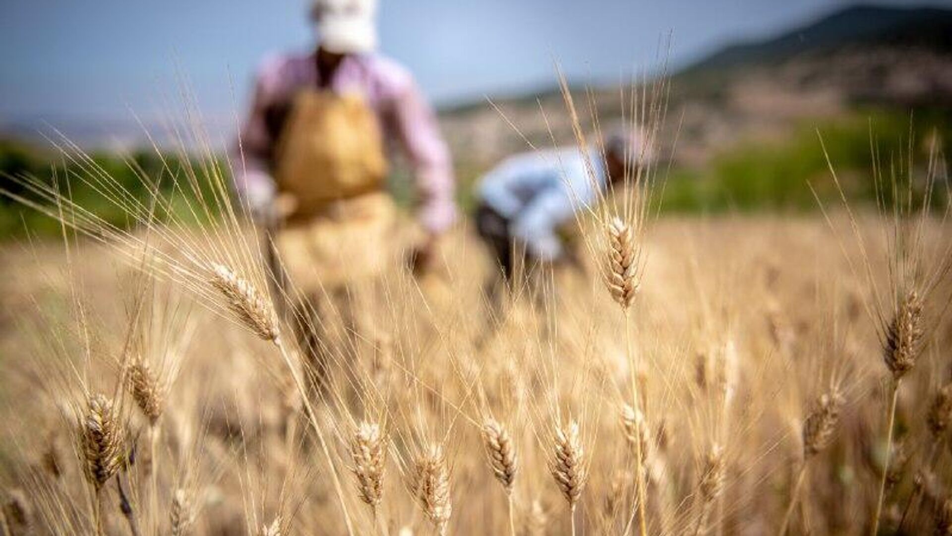 Agroecology is Solution for Niger's Food Sovereignty, Say Experts Agroecology is Solution for Niger's Food Sovereignty, Say Experts - Sputnik Africa, 1920, 03.11.2025