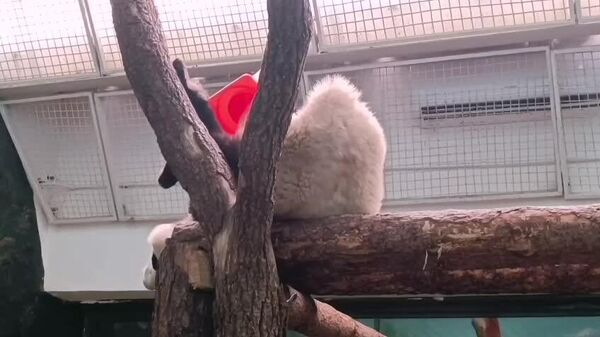 #viral | Katyusha the Panda's Epic Falls at Moscow Zoo - Sputnik Africa