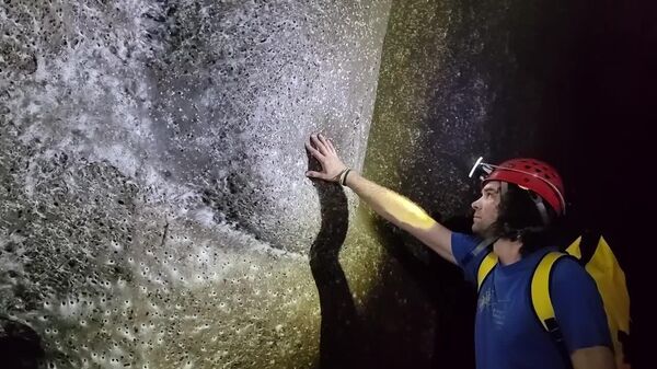 La plus grande toile d'araignée a été découverte en Europe - Sputnik Afrique