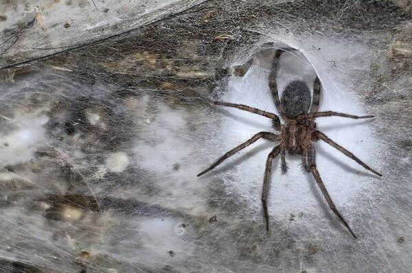 La plus grande toile d'araignée a été découverte en Europe La plus grande toile d'araignée a été découverte en Europe - Sputnik Afrique
