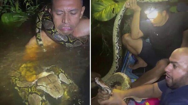 #viral | Attempt to Show Python Almost Ended in Fatality​ in Indonesia - Sputnik Africa