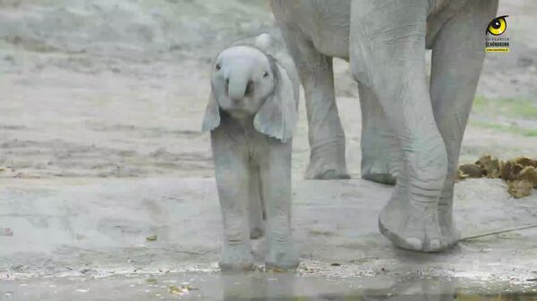 #viral | Nice to Meet You, Cutie: Visitors of Vienna Zoo Can Finally See Baby Elephant - Sputnik Africa