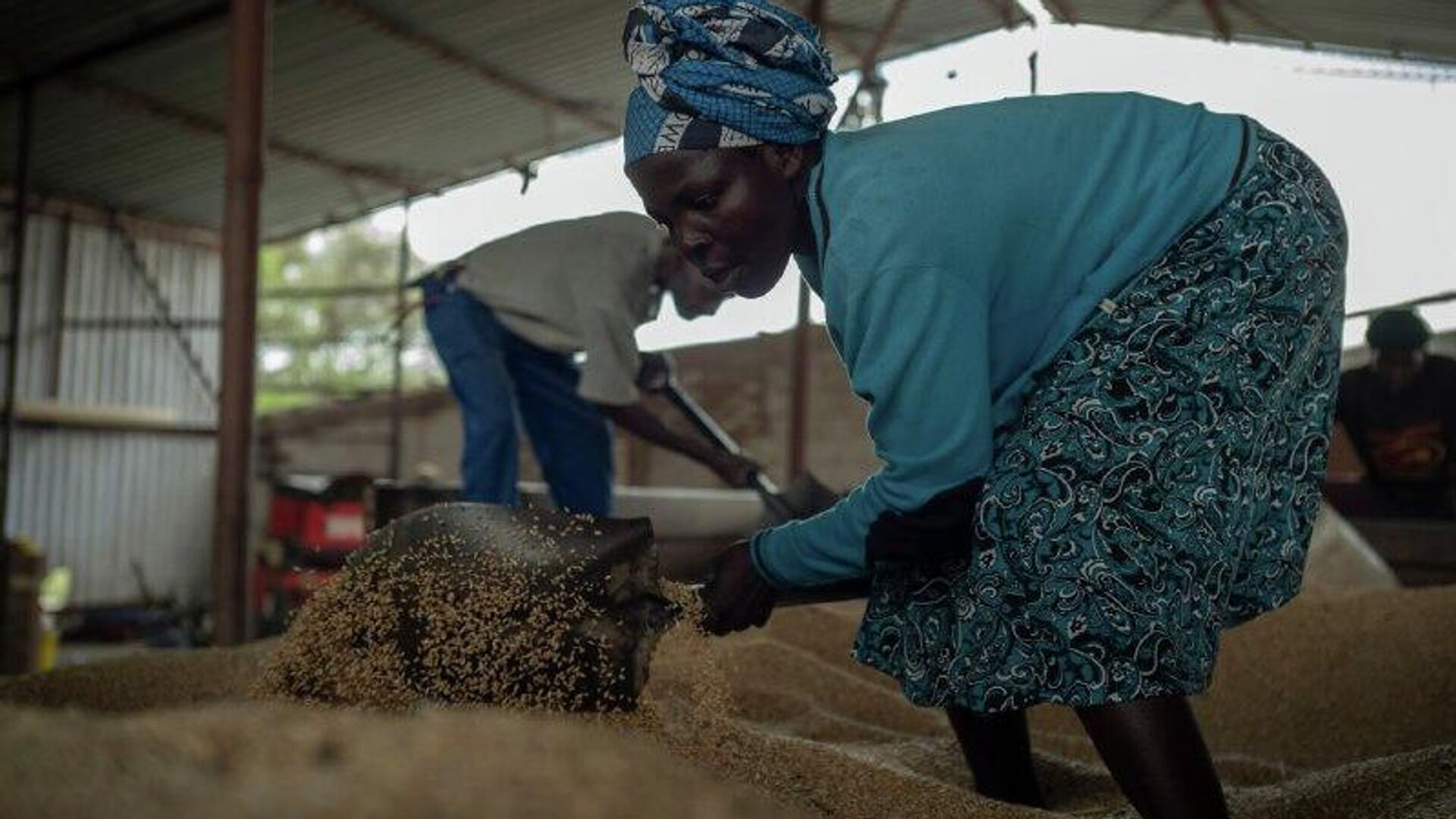 Zimbabwe Sees Significant Growth in Cereal & Livestock Production: Agriculture Minister Zimbabwe Sees Significant Growth in Cereal & Livestock Production: Agriculture Minister - Sputnik Africa, 1920, 07.11.2025
