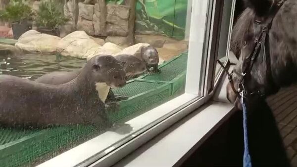 #viral | Funny Neighbor: Curious Otters Meet Pony at Moscow Zoo - Sputnik Africa