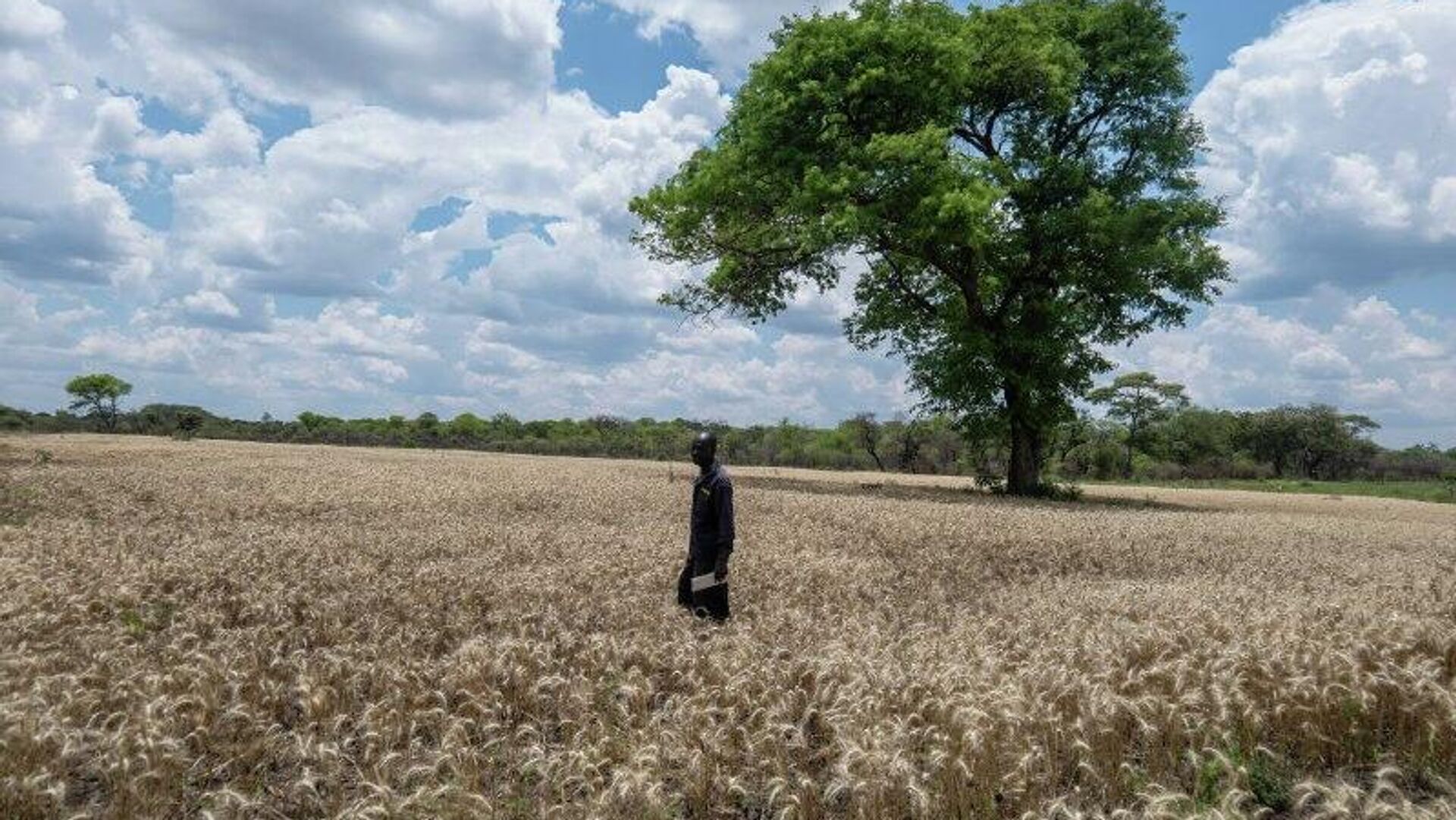 Zimbabwe Achieves Record 640,000-Tonne Harvest, Poised to Become Regional Wheat Hub Zimbabwe Achieves Record 640,000-Tonne Harvest, Poised to Become Regional Wheat Hub - Sputnik Africa, 1920, 09.11.2025