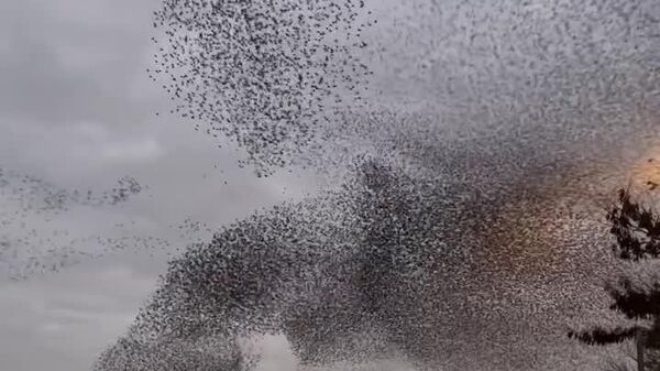 #viral | Wonders of Nature: Flock of Birds Forms Hypnotic, Ever-Changing Patterns in the Sky - Sputnik Africa