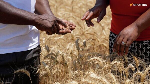 Le Zimbabwe réalise une récolte record de 640 - Sputnik Afrique